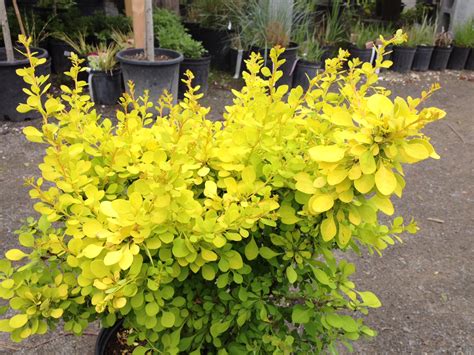 Berberis thunbergii 'Aurea' .